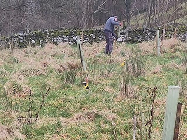 Re-staking trees
