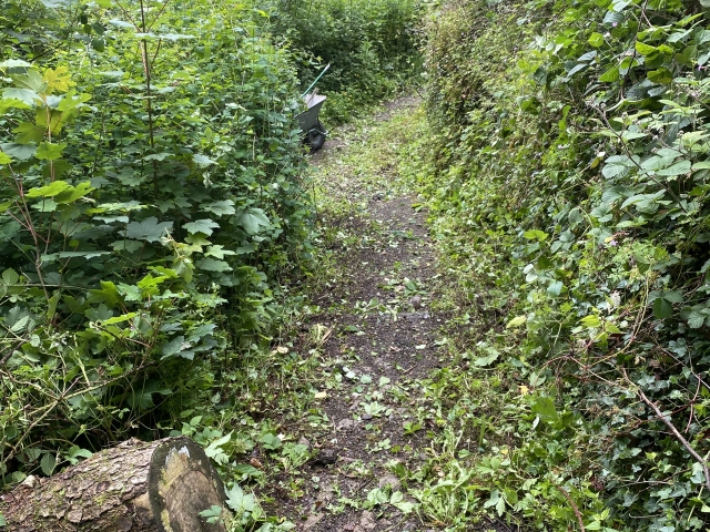 path after clearing