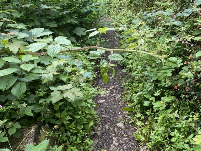 Path before clearing